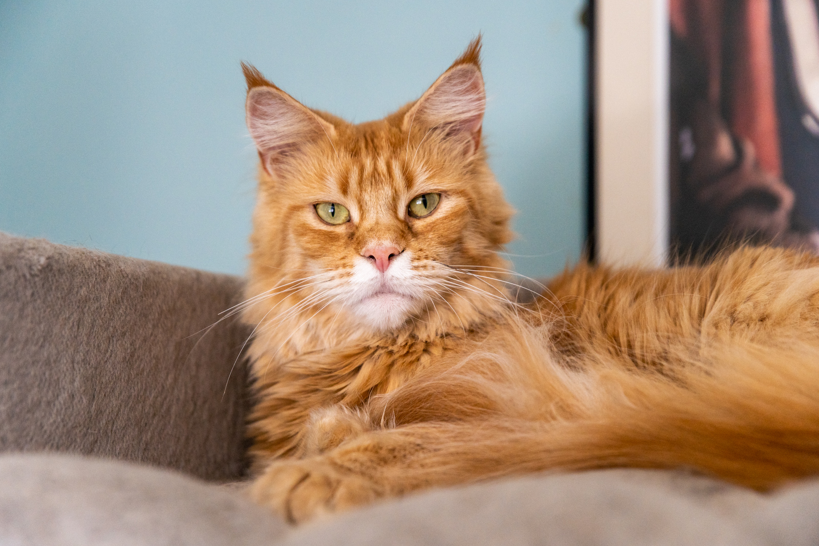 Why is my cat peeing in the house