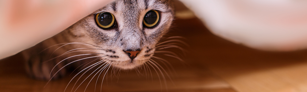 Are cats scared of fireworks?
