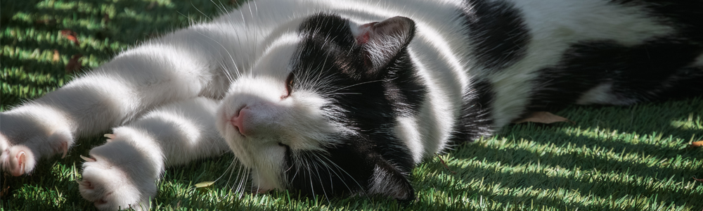 How to Keep Cats Cool in Summer
