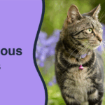 plants-poisonous-to-cats