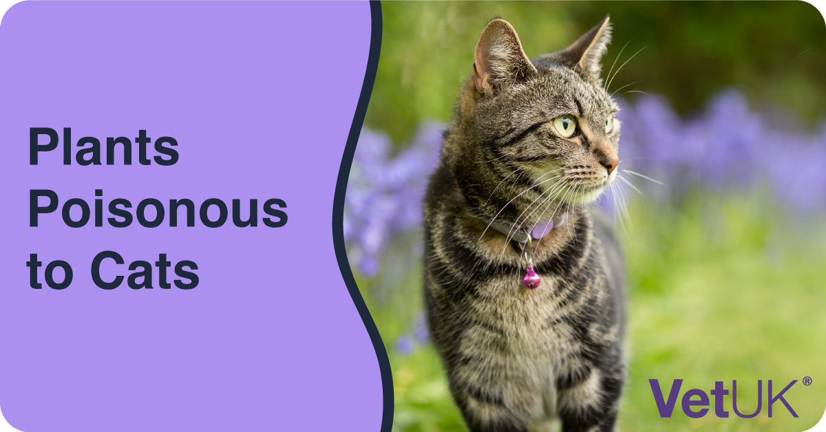 plants-poisonous-to-cats