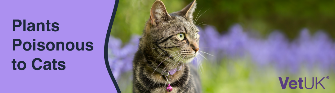 Plants poisonous to cats