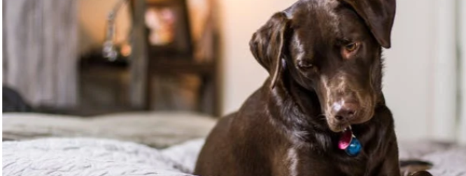 Understanding separation anxiety in dogs