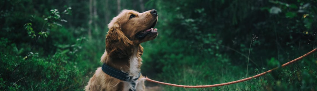 The benefits of probiotics for dogs