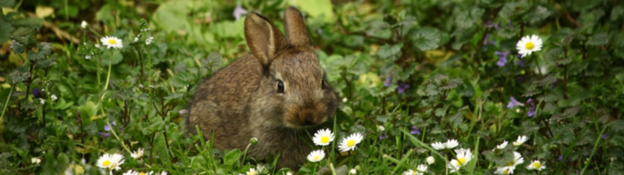 rabbit-in-field